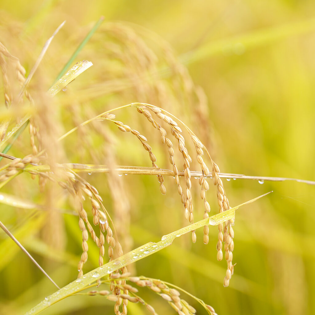 【期間限定価格】やまとむすびジェル