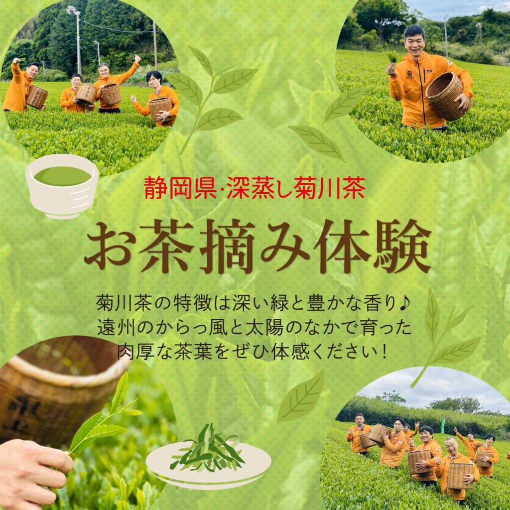 2025年5月1日 静岡県・深蒸し菊川茶お茶摘み体験