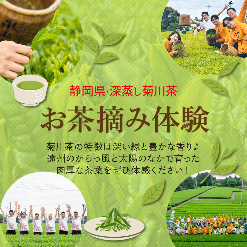 2026年5月1日 静岡県・深蒸し菊川茶お茶摘み体験