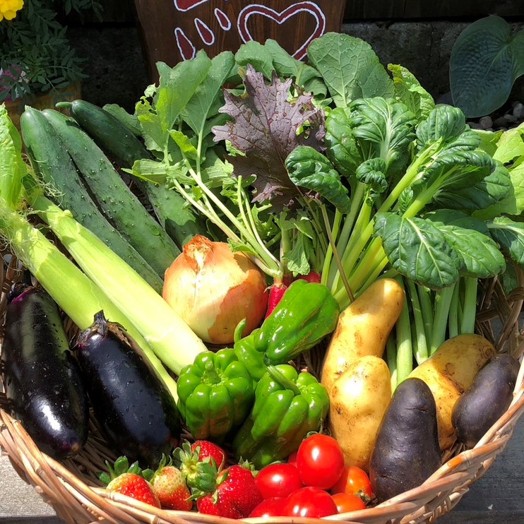 【月2回の定期便】元気になる旬の有機お野菜セット《栃木県塩谷町産》