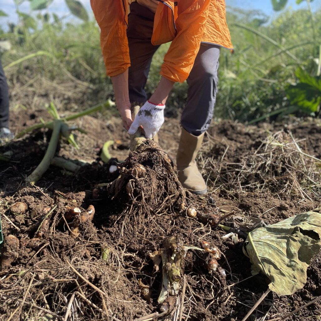 【月1回の定期便】元気になる旬の有機お野菜セット《栃木県塩谷町産》