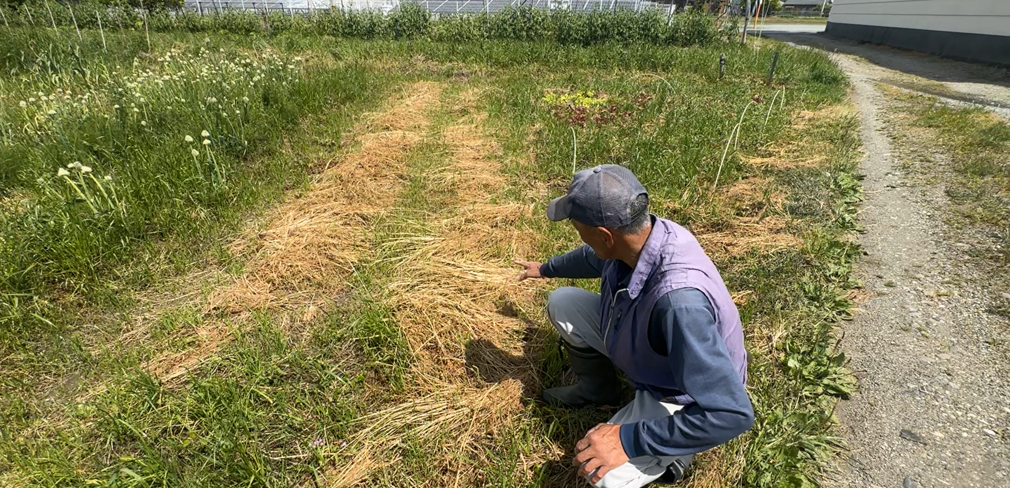 【農業】徳島自然農の取り組みがスタートしました