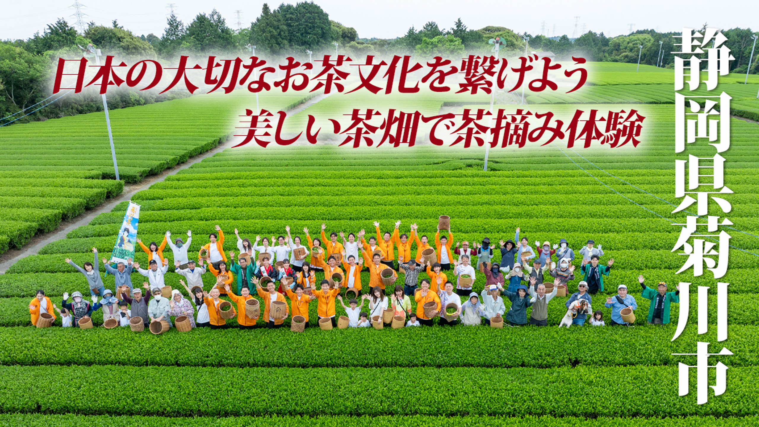 【静岡県菊川市＆ヒーローズクラブ】深蒸し菊川茶の茶摘みイベントを初開催